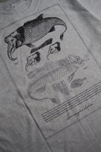 画像をギャラリービューアに読み込む, Chimeric Fish Museum Souvenir Shop-T &quot;Semicossyphus elephas&quot;
